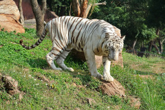 white-bengal-tiger-1139664_960_720
